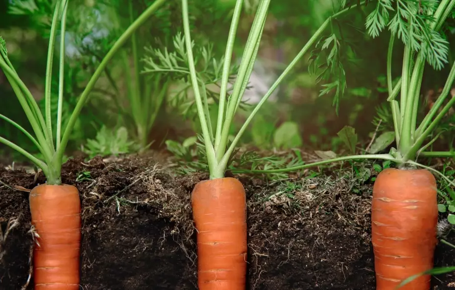 growing carrots from seed