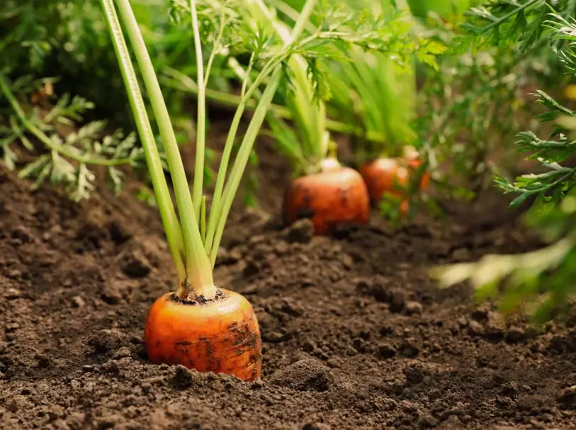 carrot planting guide