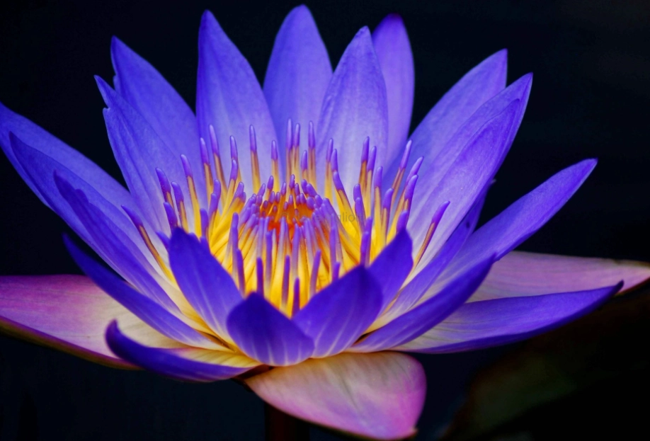 cool climate flowers cool climate flowers