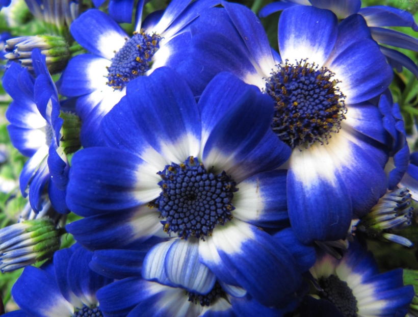 summer flowers for shade summer flowers for shade