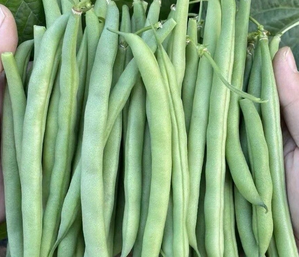 best green bean seeds