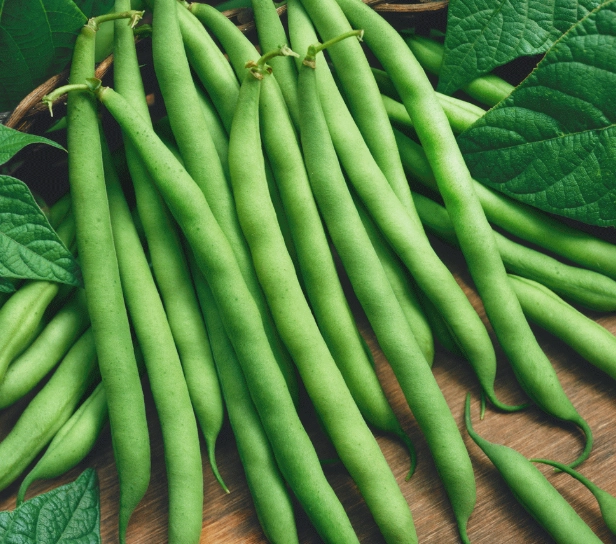planting green bean seeds