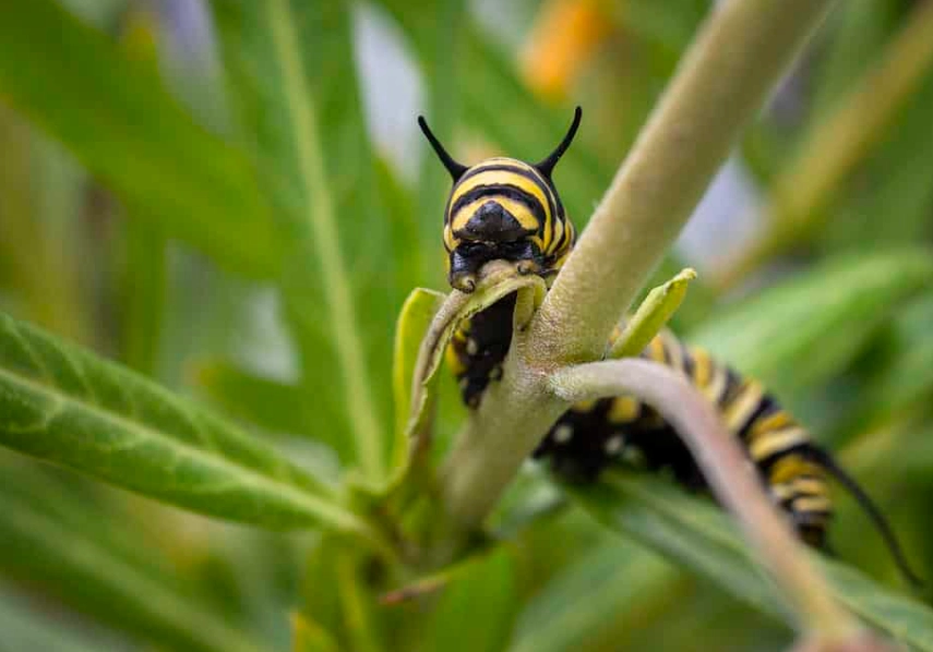 milkweed for monarchs