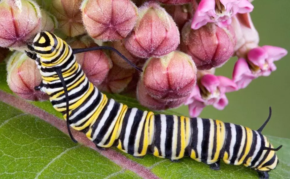 milkweed for monarchs