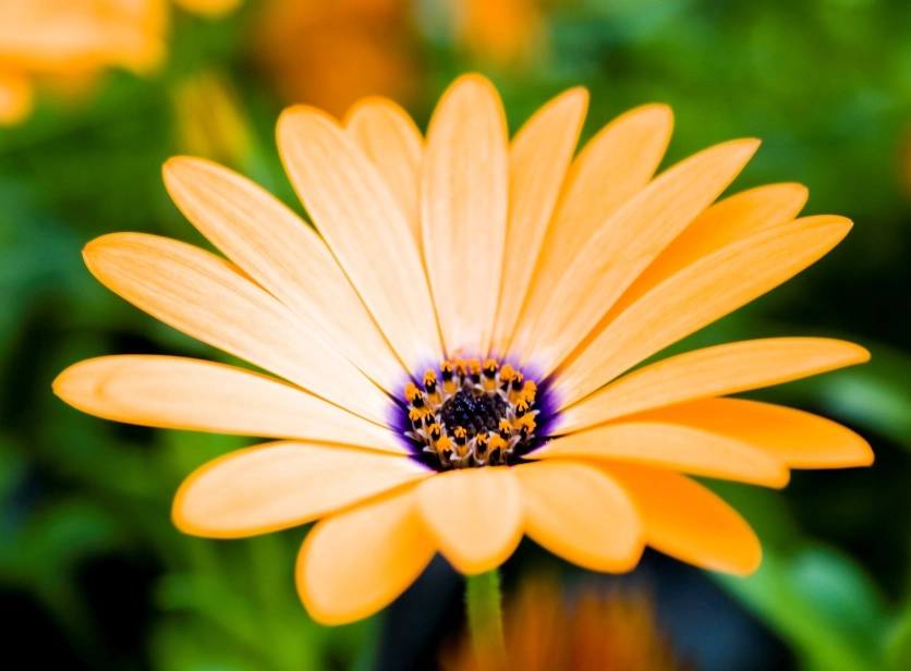 heat tolerant flowers heat tolerant flowers