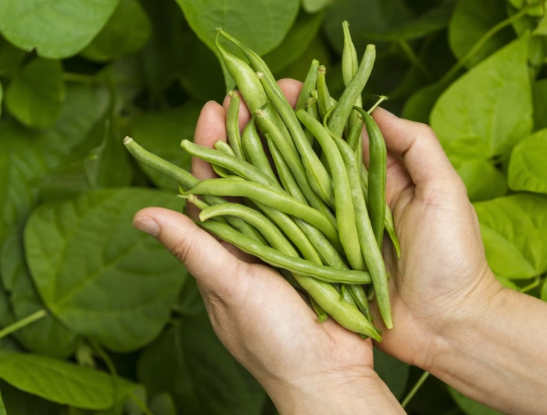 best green bean seeds