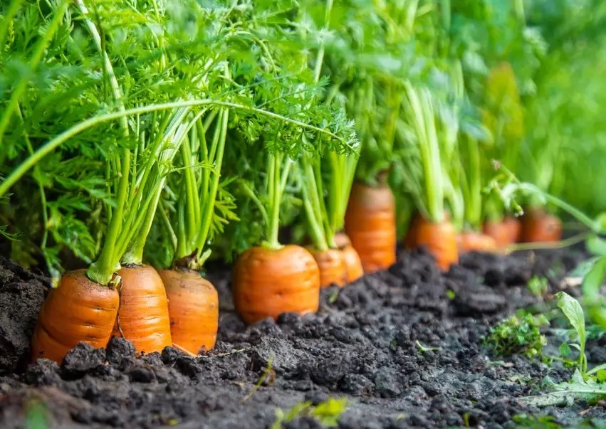 how to grow carrots
