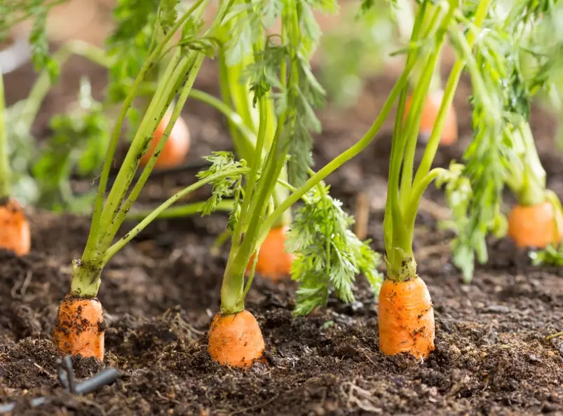 growing carrots from seed