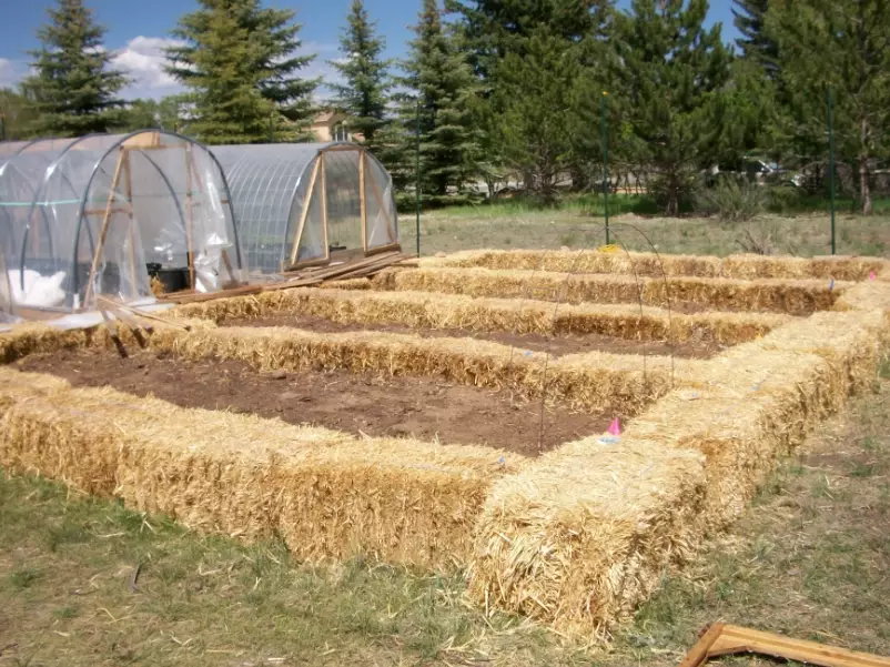 growing vegetables in straw bales