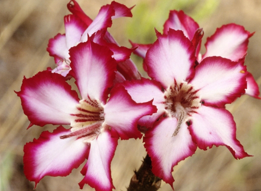 cool climate flowers cool climate flowers