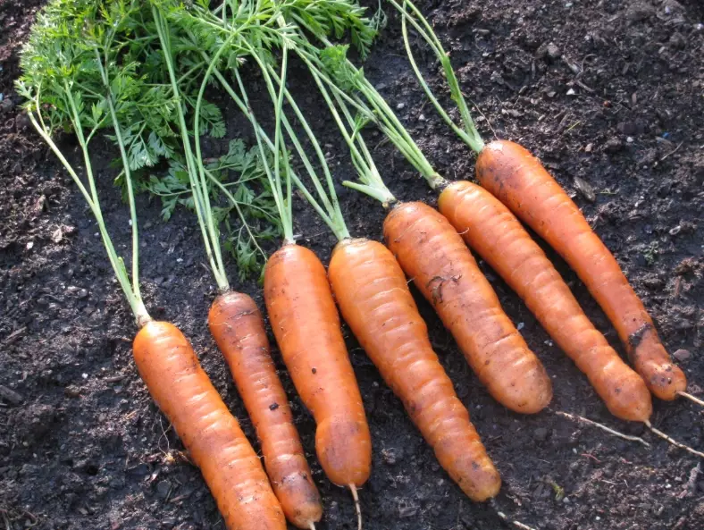 carrot planting guide
