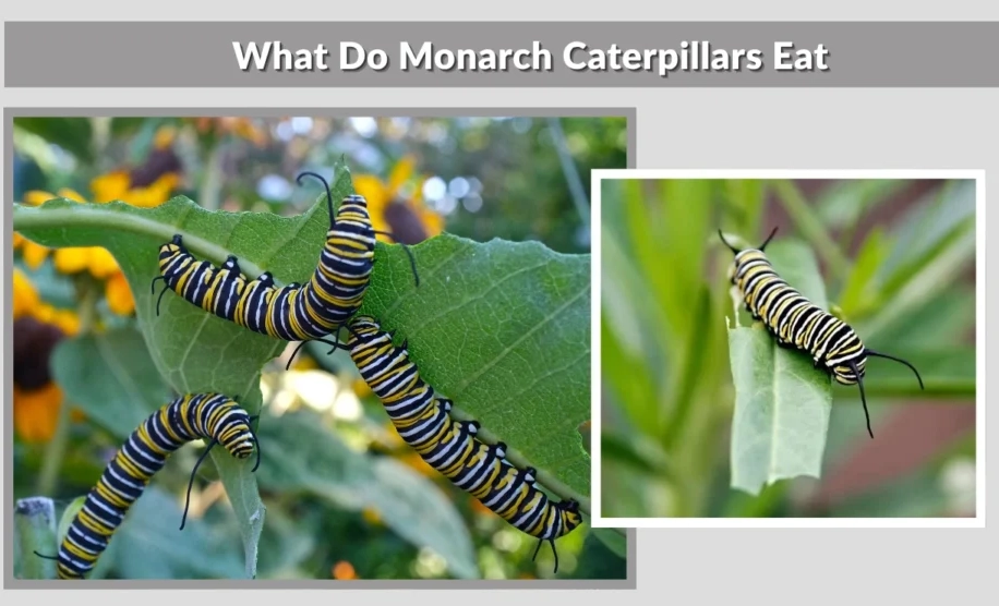 what do monarch caterpillars eat