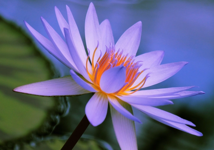 summer flowers for shade summer flowers for shade