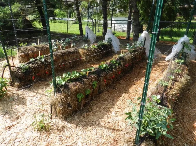 how to condition a straw bale