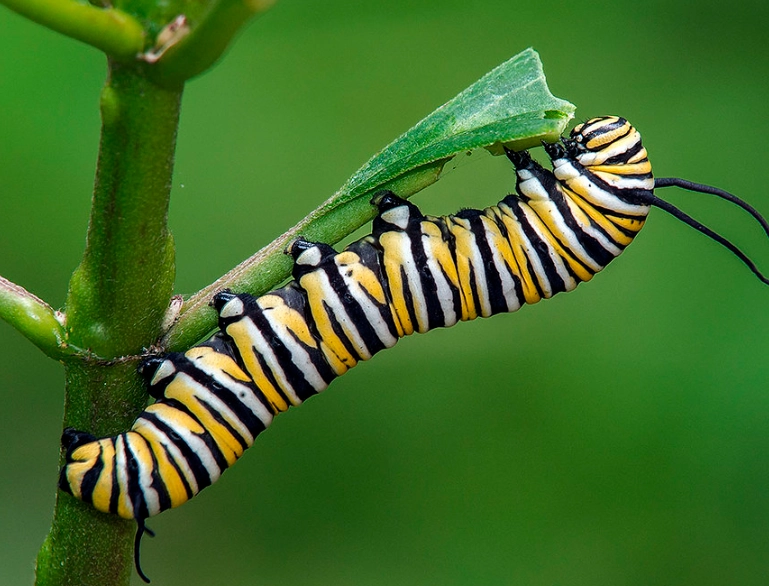 monarch caterpillar food