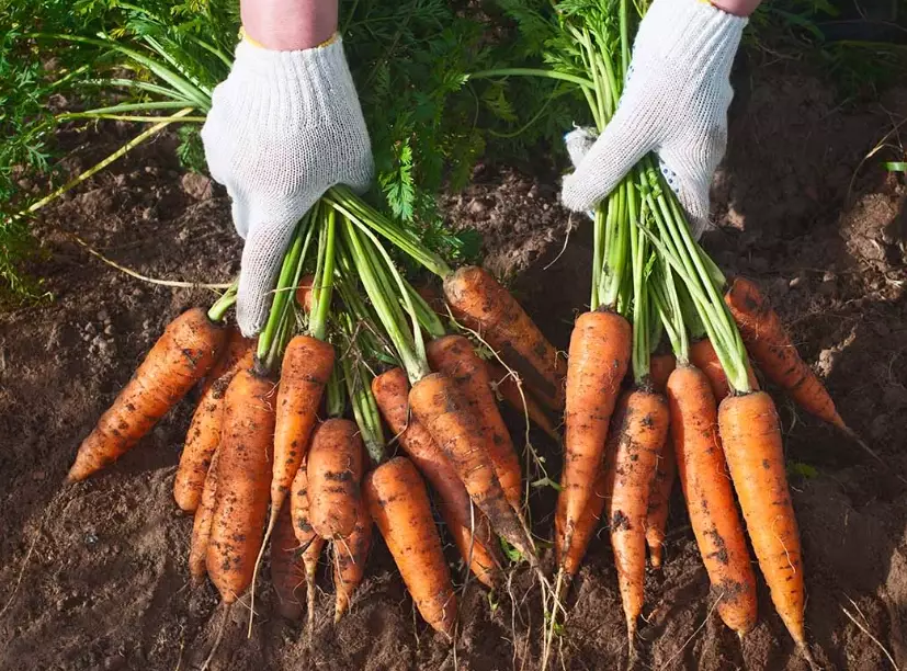 how to grow carrots