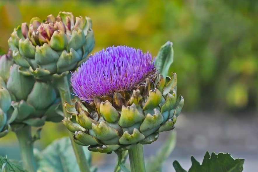artichoke plant care