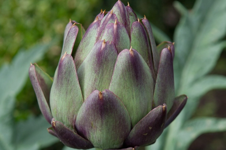 how to grow artichokes