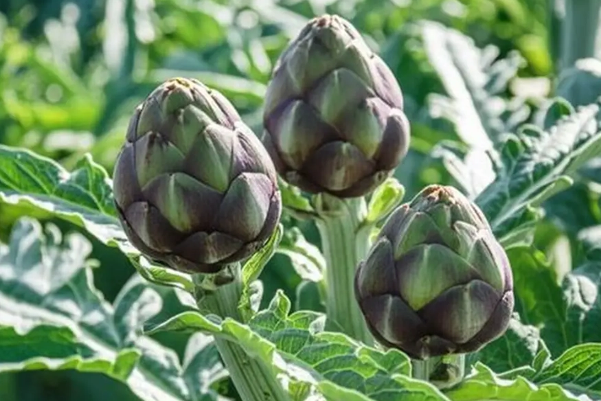 how to grow artichokes