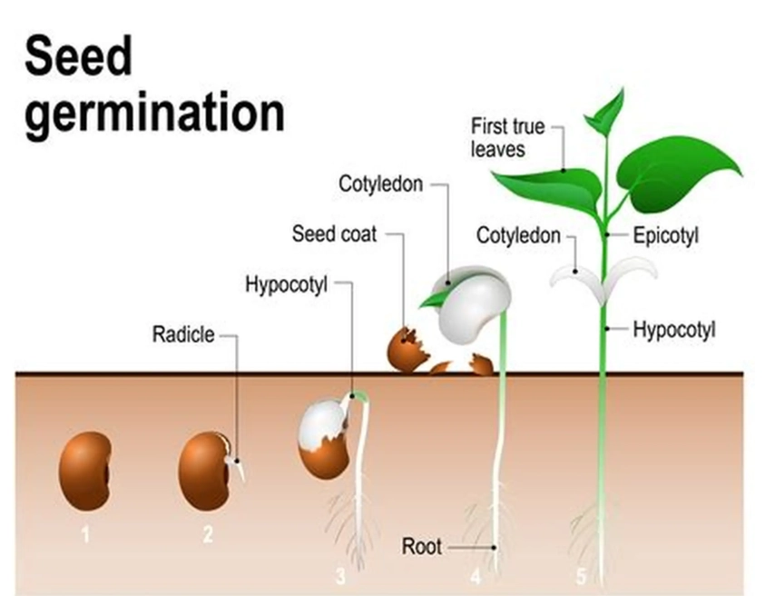 how to germinate seeds
