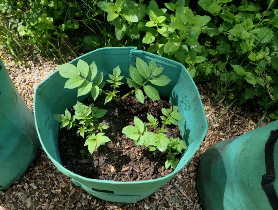 vegetable container gardening