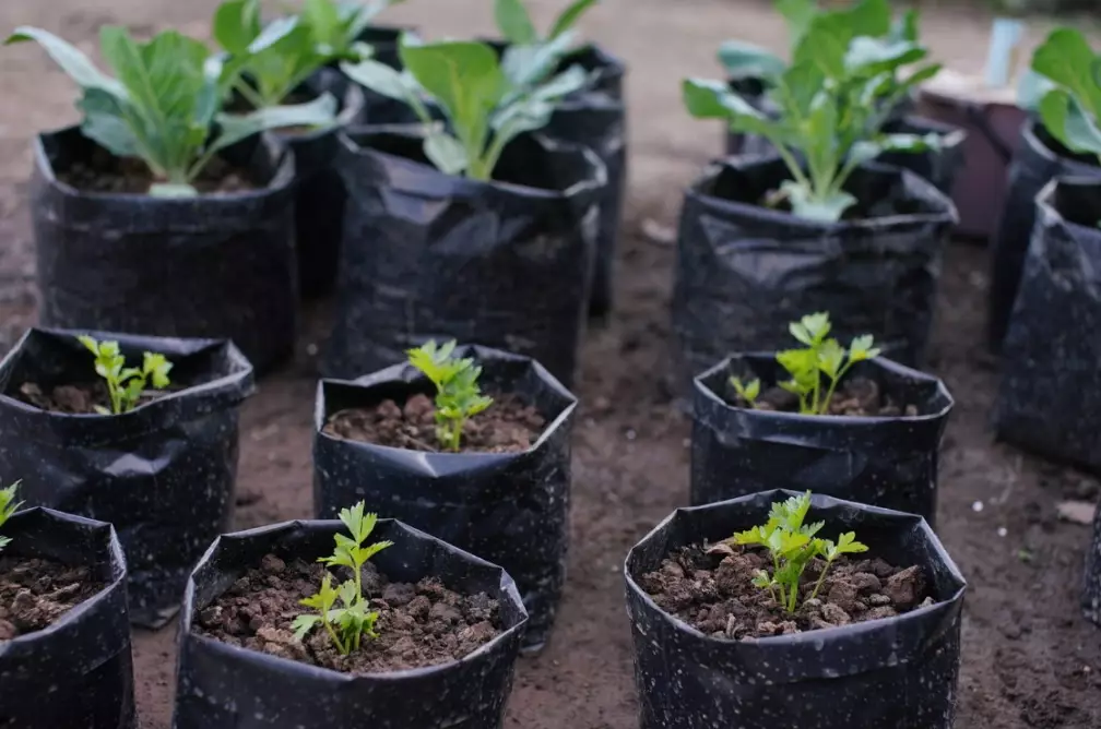 best vegetables to grow in bags