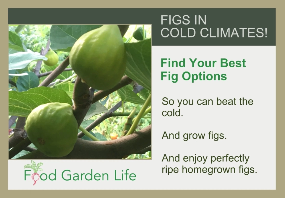 growing figs