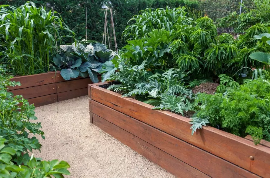 raised bed gardening