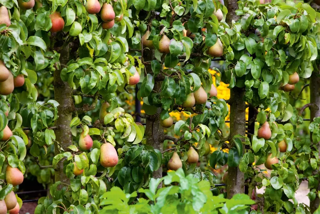 fruit tree planting guide