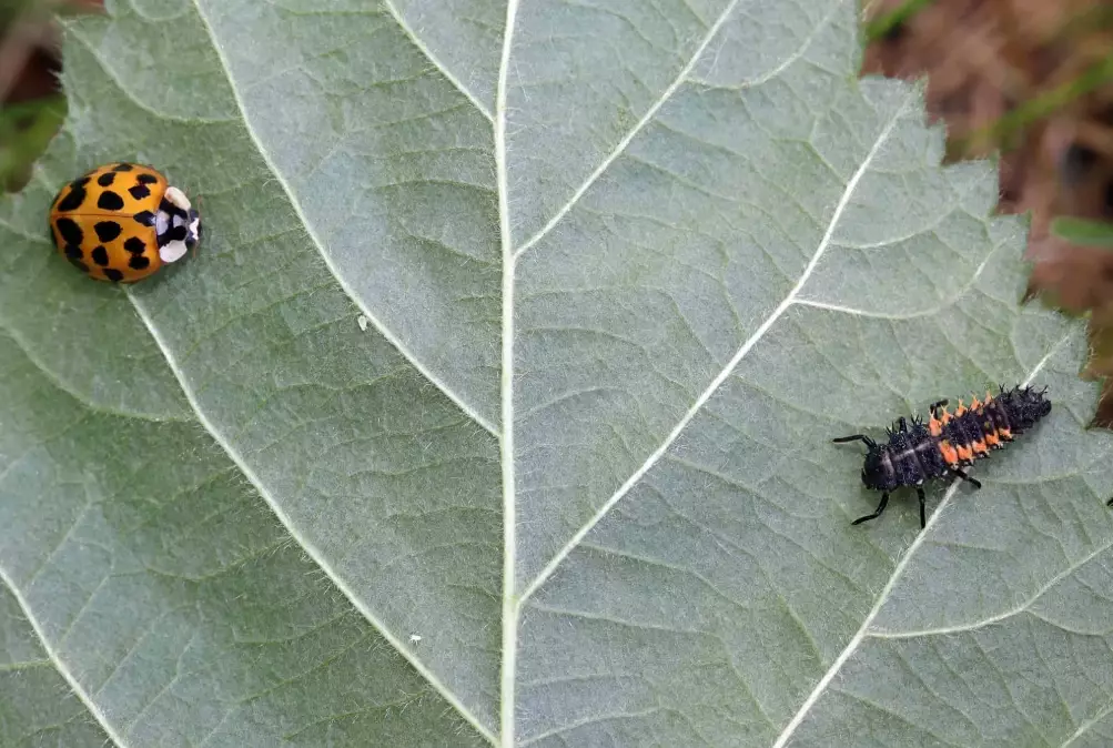 beneficial insects garden