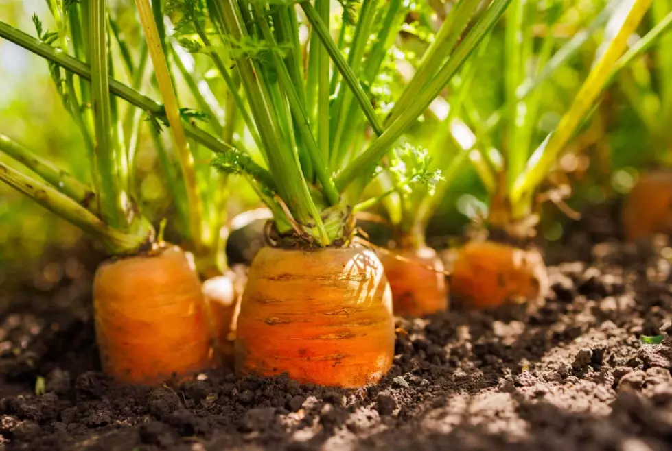 planting carrots