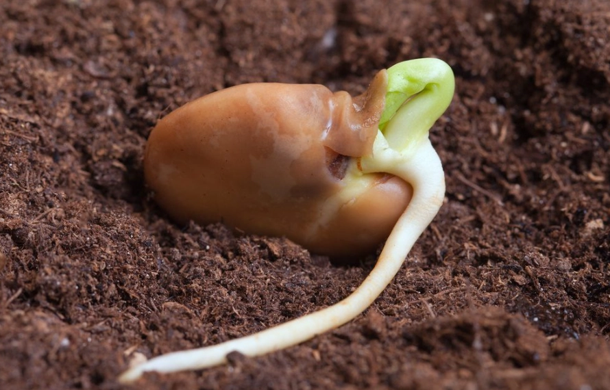 seed germination