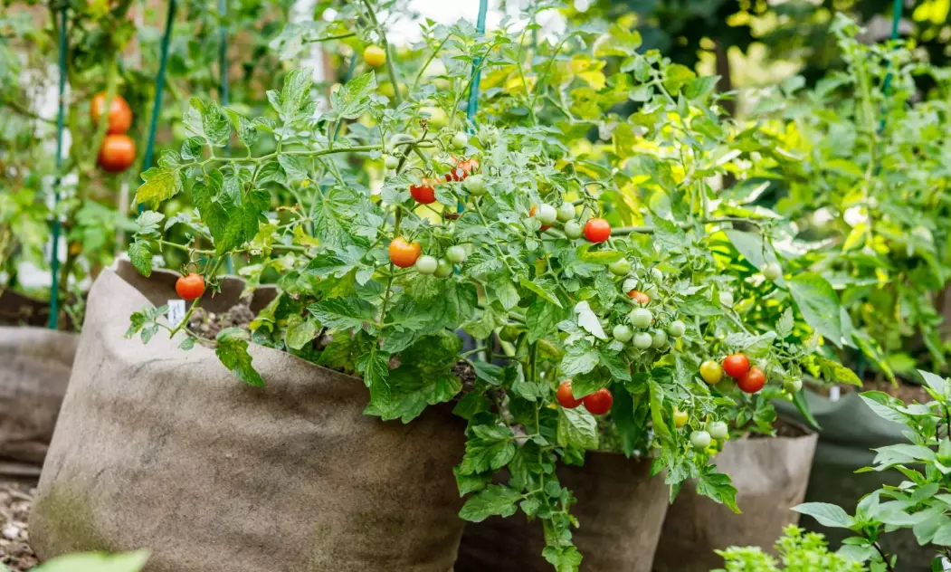 grow bags for vegetables