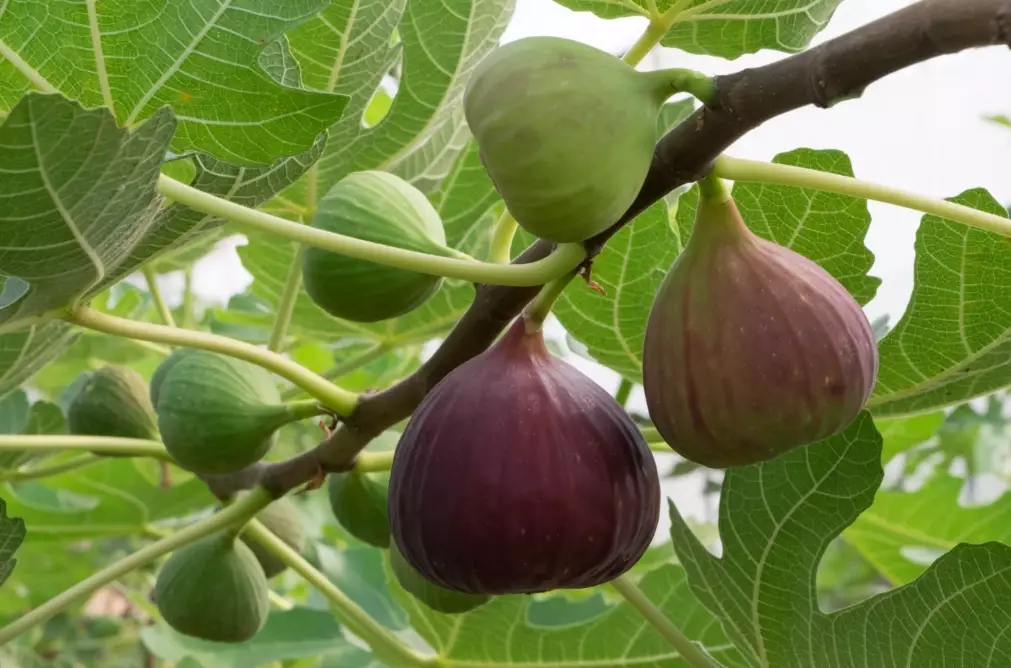 planting fig trees