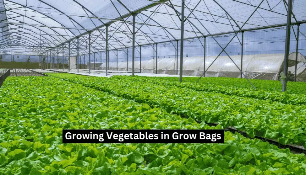 vegetable container gardening