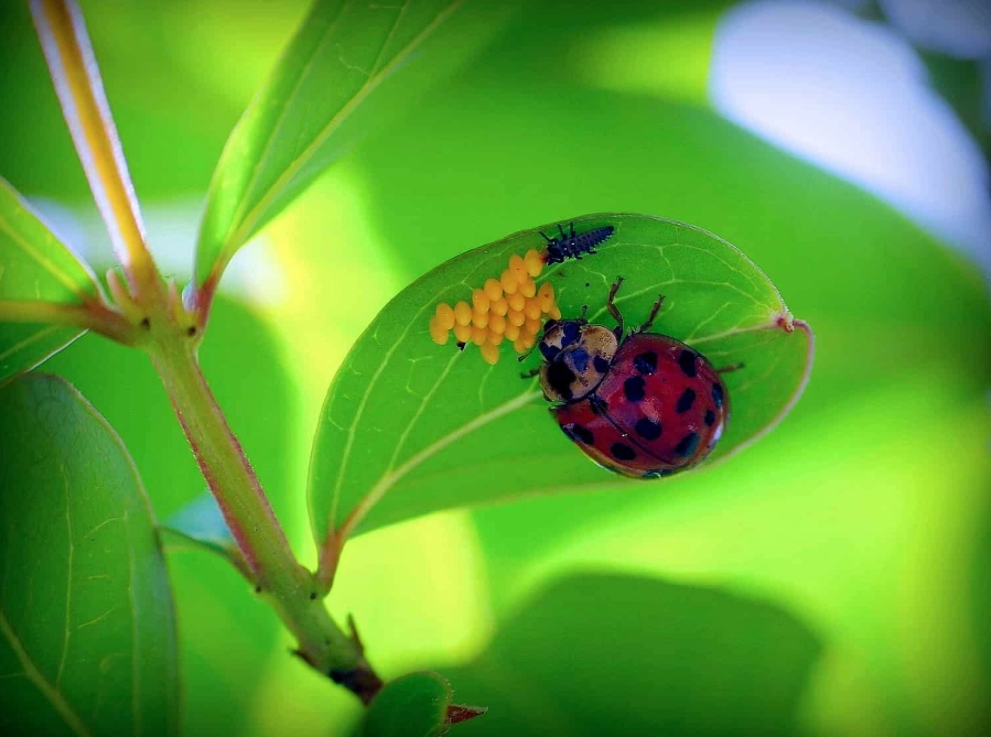 ladybug larvae