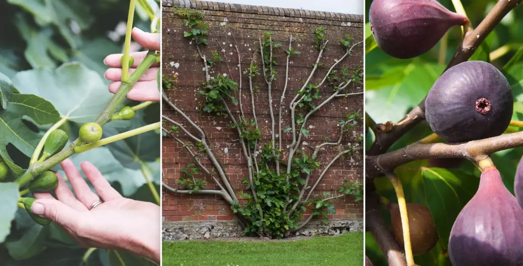 growing figs