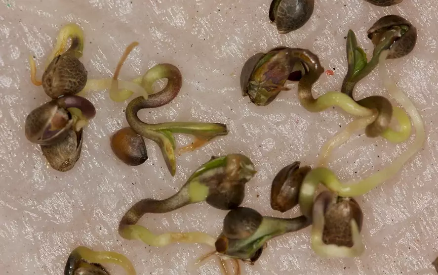 fastest germinating seeds