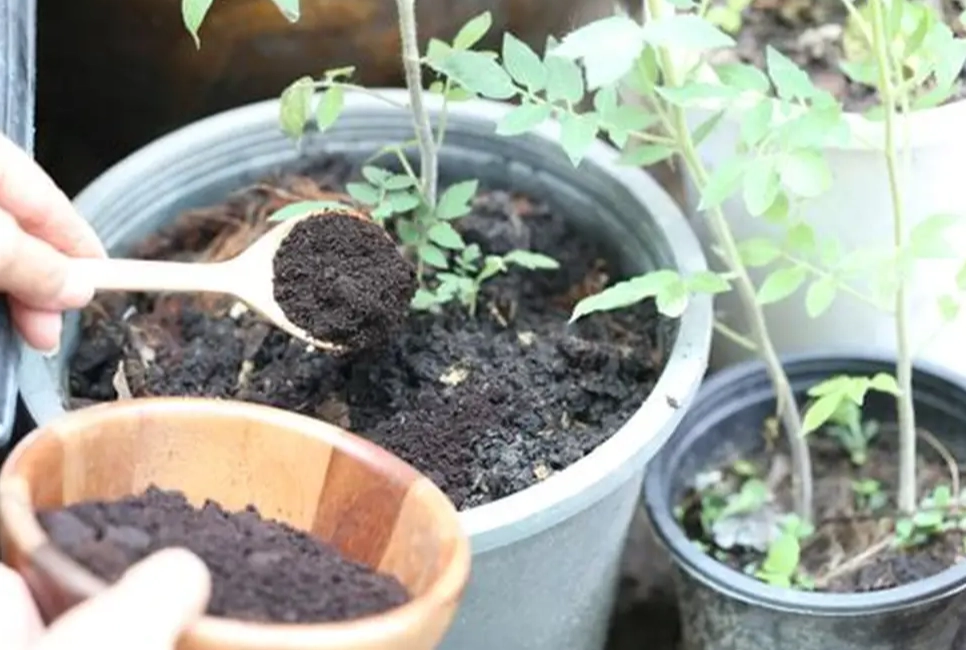 coffee grounds for compost coffee grounds for compost