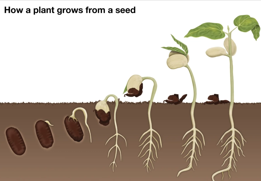 fastest germinating seeds