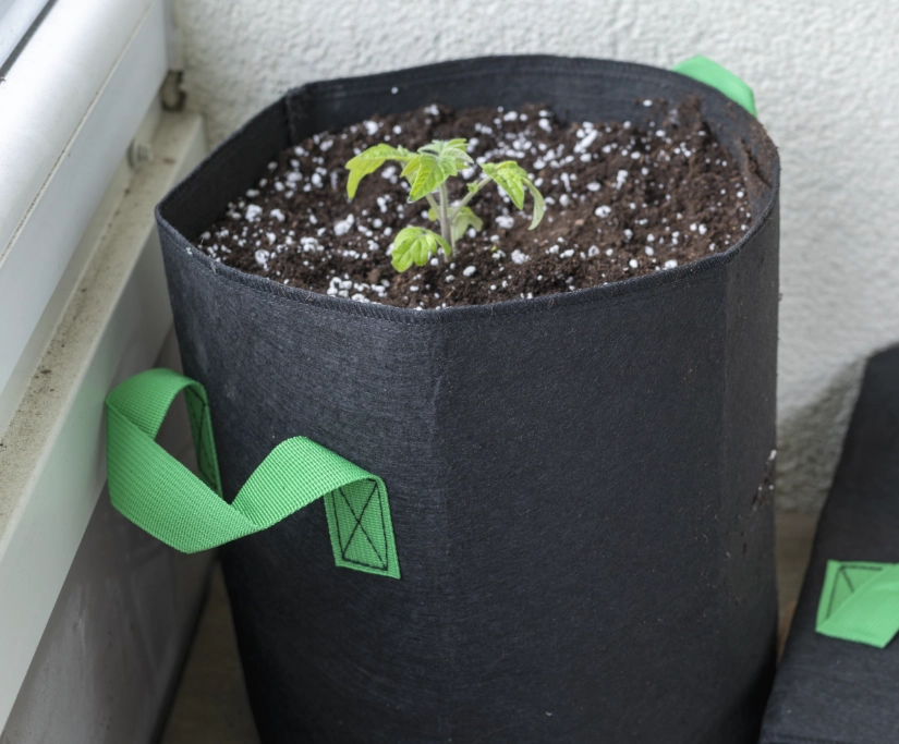 best vegetables to grow in bags