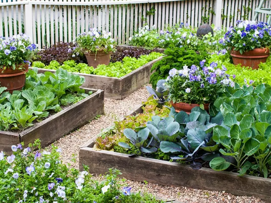 raised bed gardening