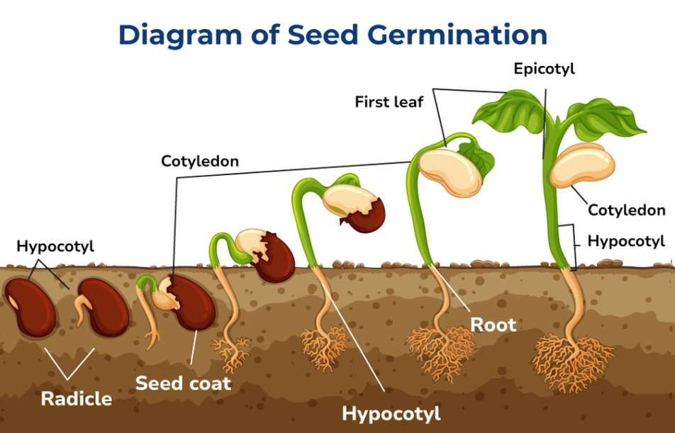 seed germination