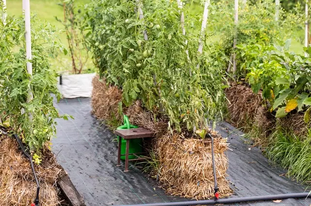 straw bale gardening