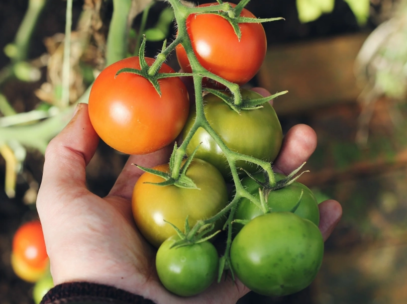 when to harvest tomatoes when to harvest tomatoes