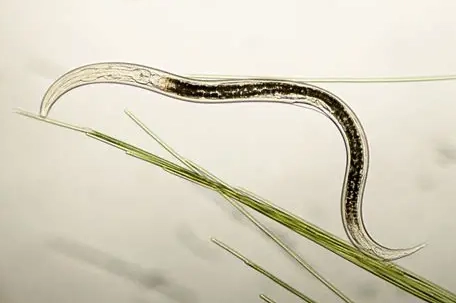 root knot nematode