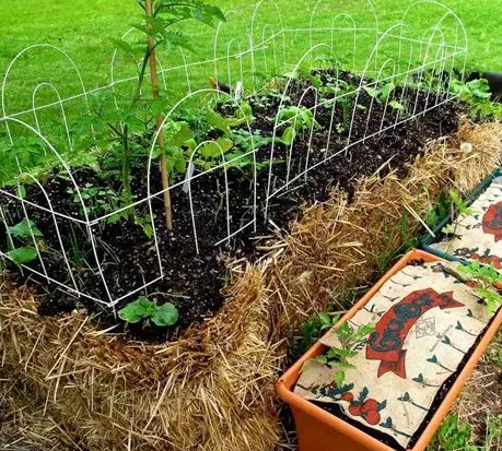 straw gardening techniques