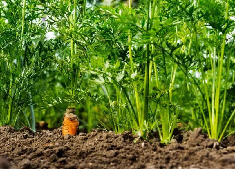 growing carrots