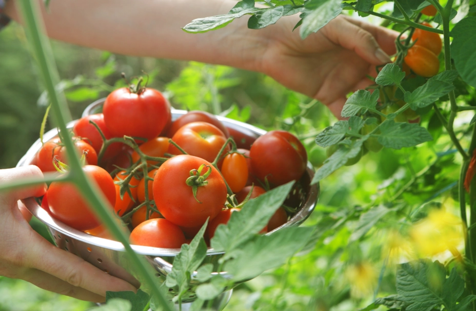 when to harvest tomatoes when to harvest tomatoes
