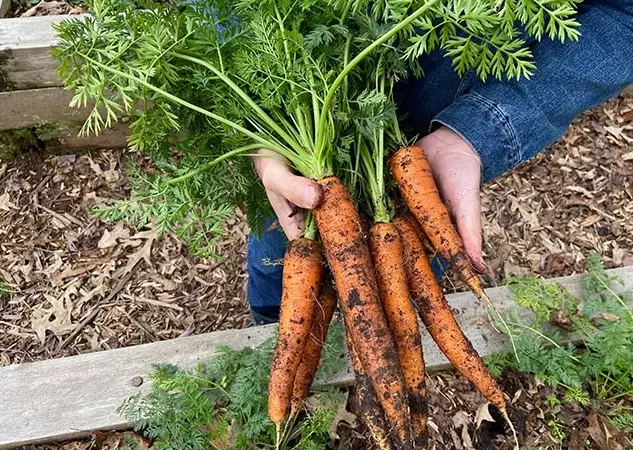 how to plant carrots